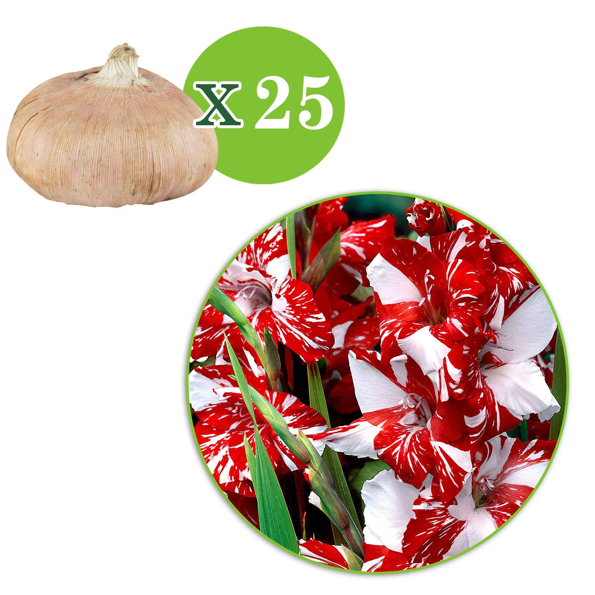 Bakker Glaïeuls Zizanie bulbe rouge sachet 25 circonférence 10-12