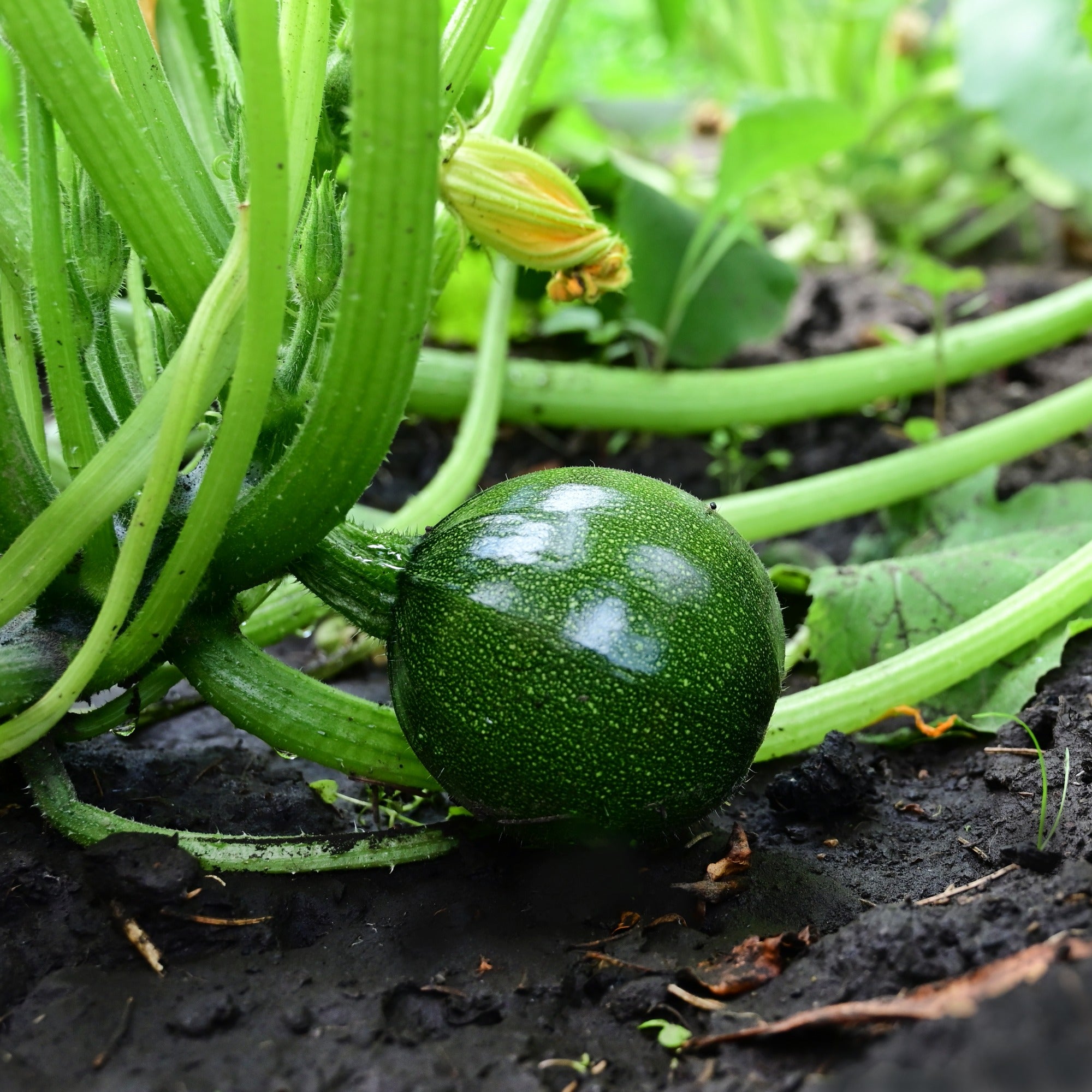 Bakker Eight Ball F1 courgette graine sachet 7 ronde à farcir