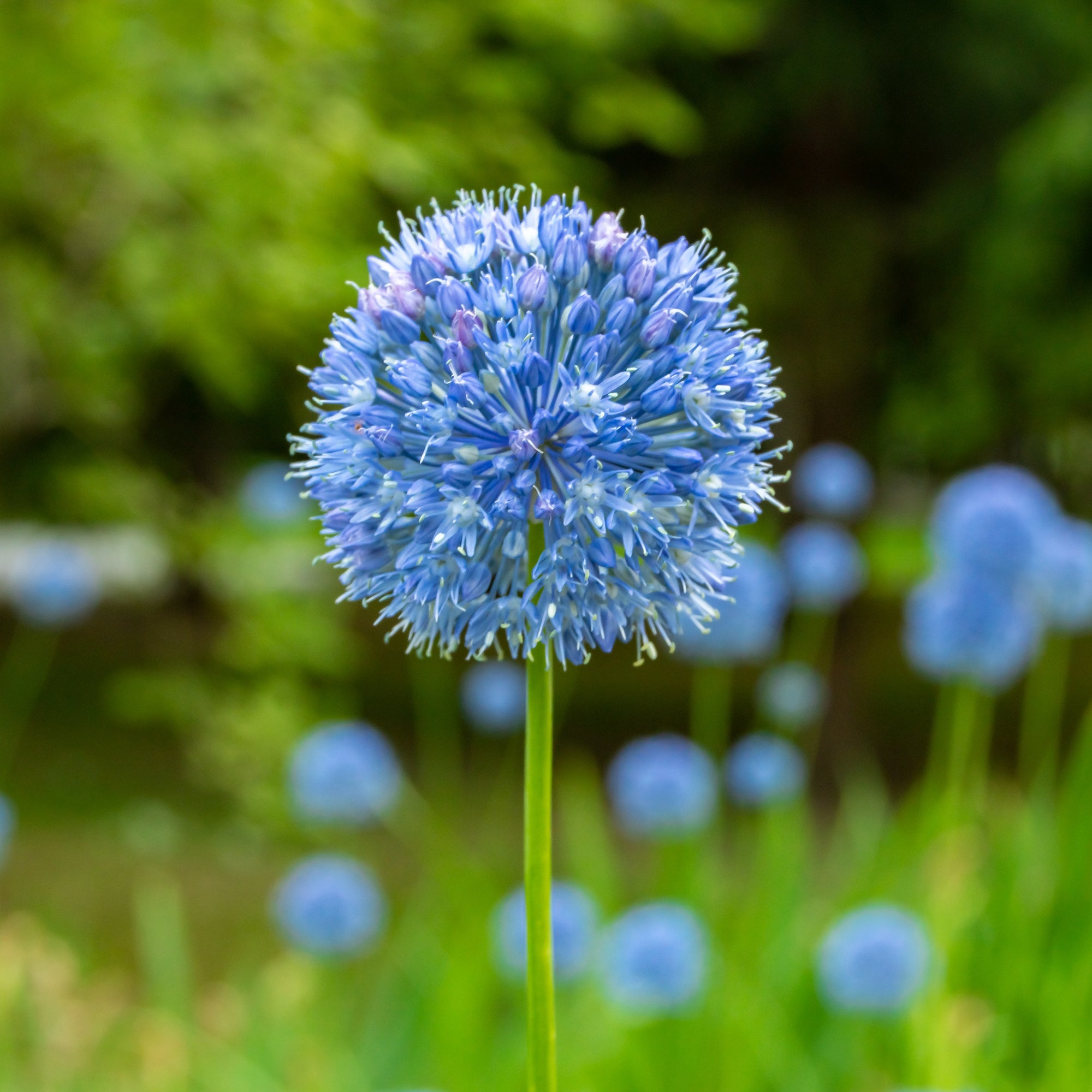 Bakker Allium bleu azureum bulbe fleur sachet 20 bulbes été
