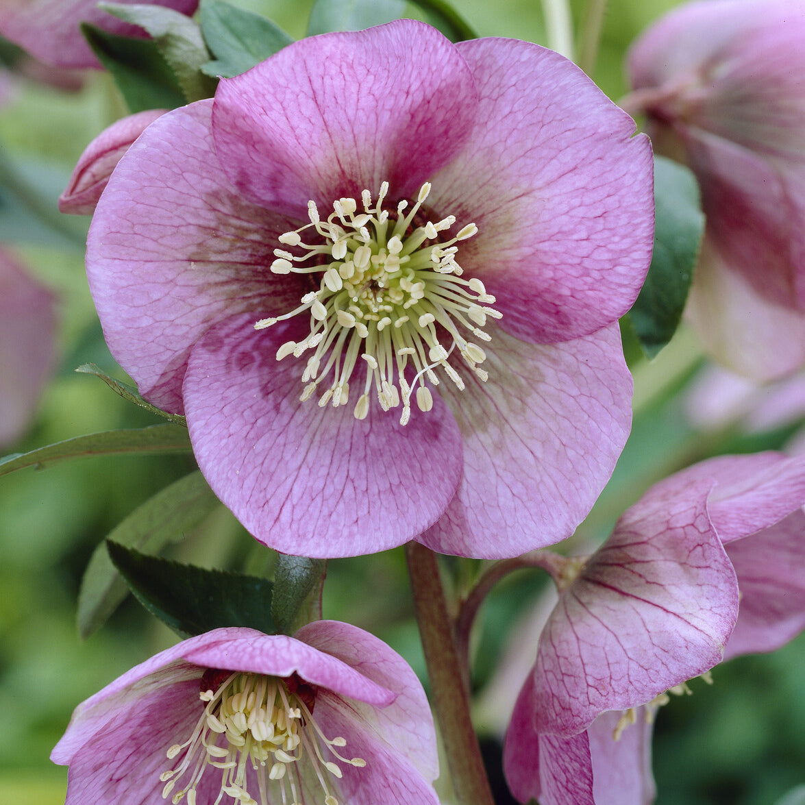 Bakker Hellébore Orient Pink Lady vivace pot 9cm rose hiver