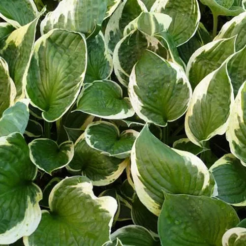 Bakker Independence Hosta vivace pot Ø9cm feuillage panaché