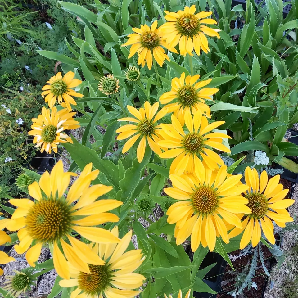 Passion Vivaces Echinacea purpurea Leilani plante vivace jaune