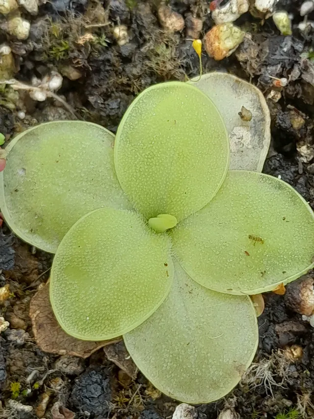 Carniflore Pinguicula Golden Eye plante carnivore fleur blanche