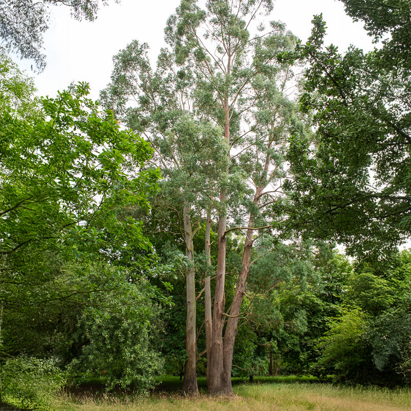 Bakker Eucalyptus gunnii arbre persistant pot 1.5L 70-90cm rustique
