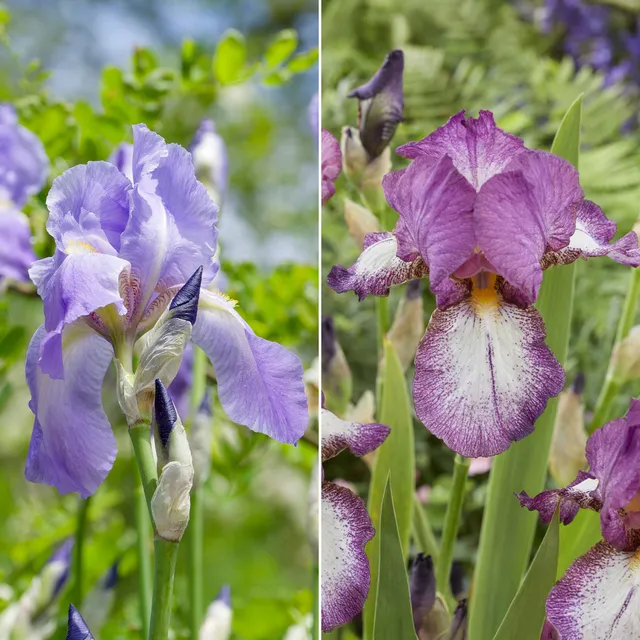 Bakker Autumn Encoree iris remontants 6 racines nues violet