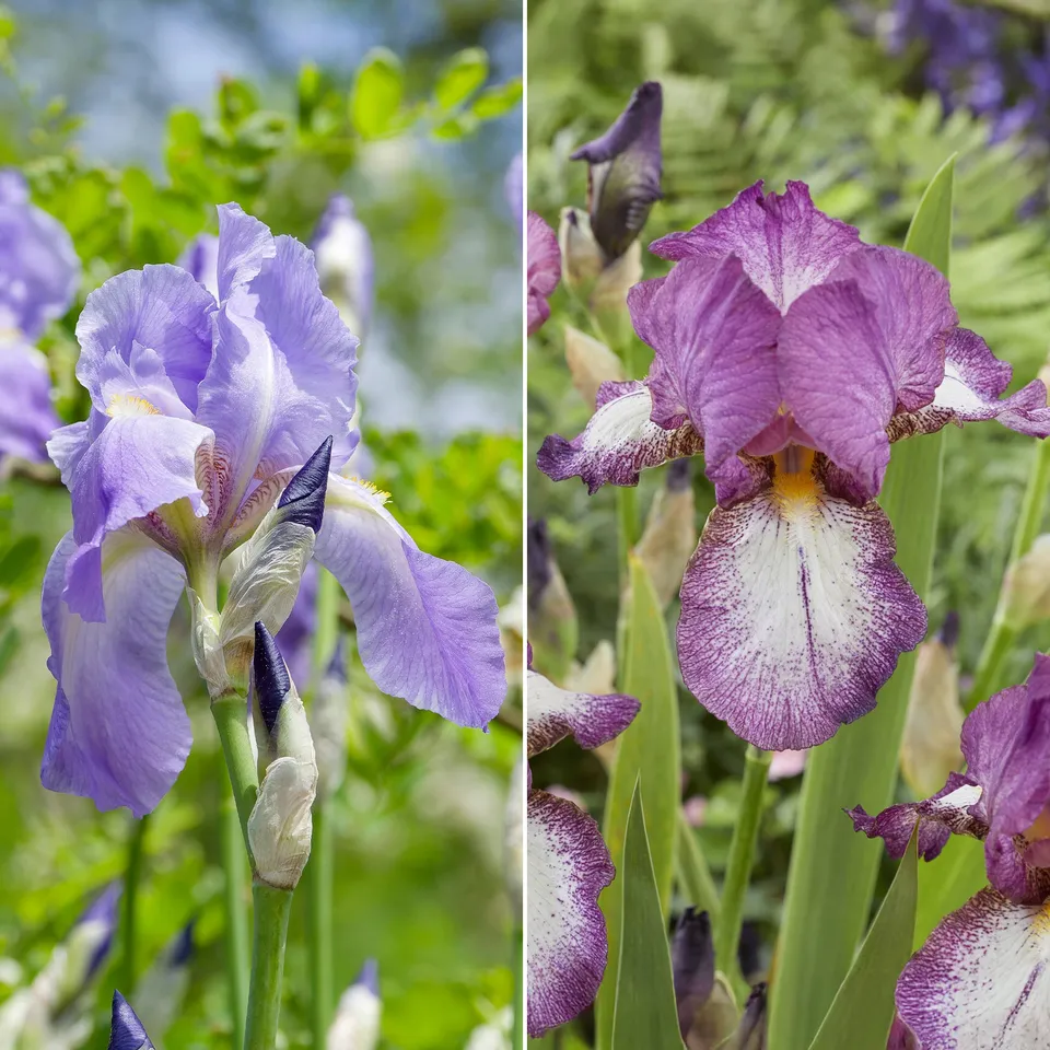 Bakker Autumn Encoree iris remontants 6 racines nues violet