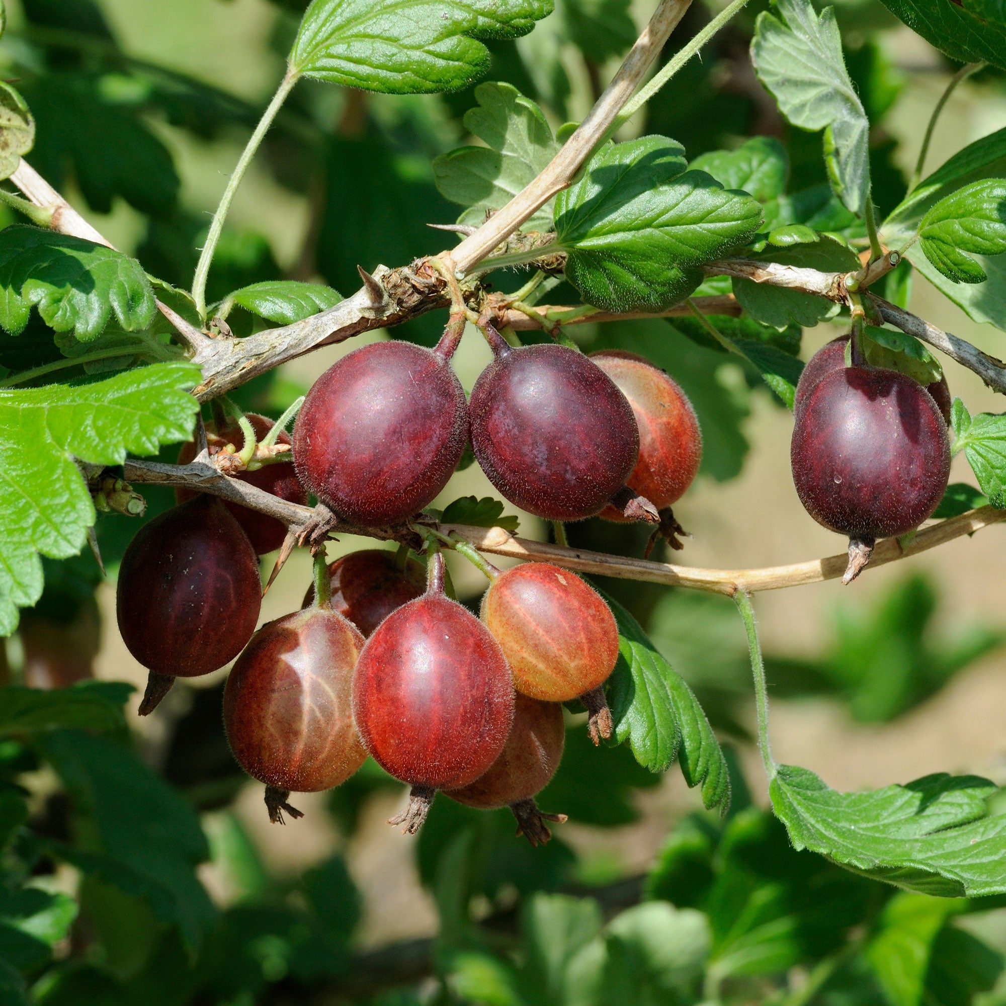 Bakker Fruitiers Groseillier à maquereaux Captivator pot fruits rouges