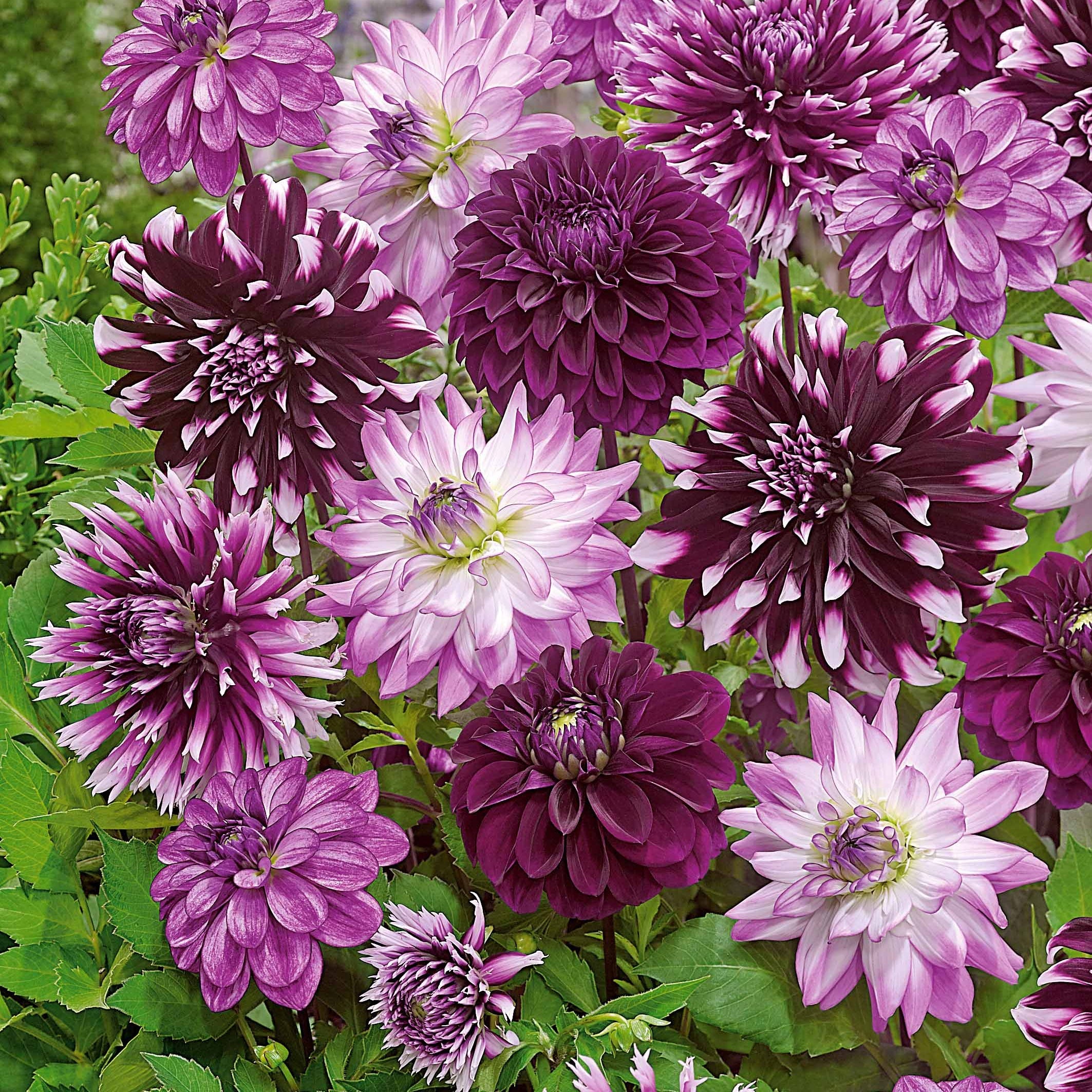 Bakker 5 Grands Dahlias en mélange bulbes calibre I floraison longue