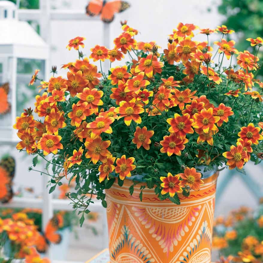 Bakker Bidens rouge orange vivace 3 pots retombante