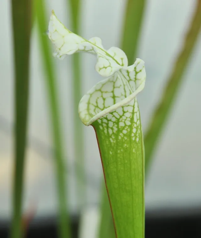 Carniflore Sarracenia leucophylla alba plante carnivore