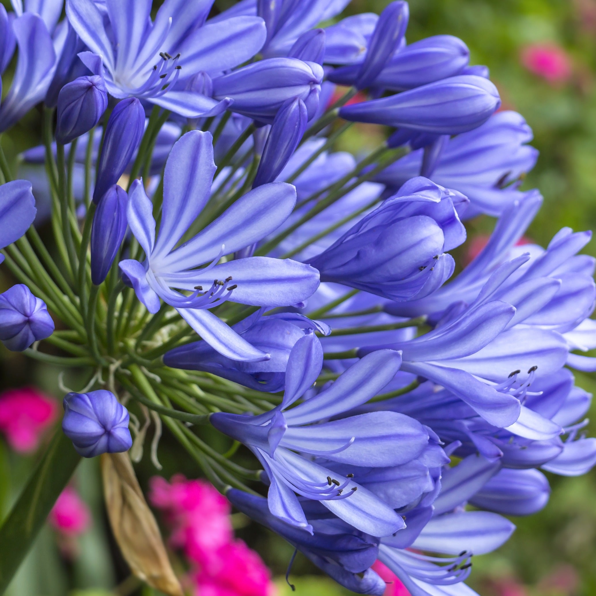 Bakker Agapanthe bleue vivace pot 8cm
