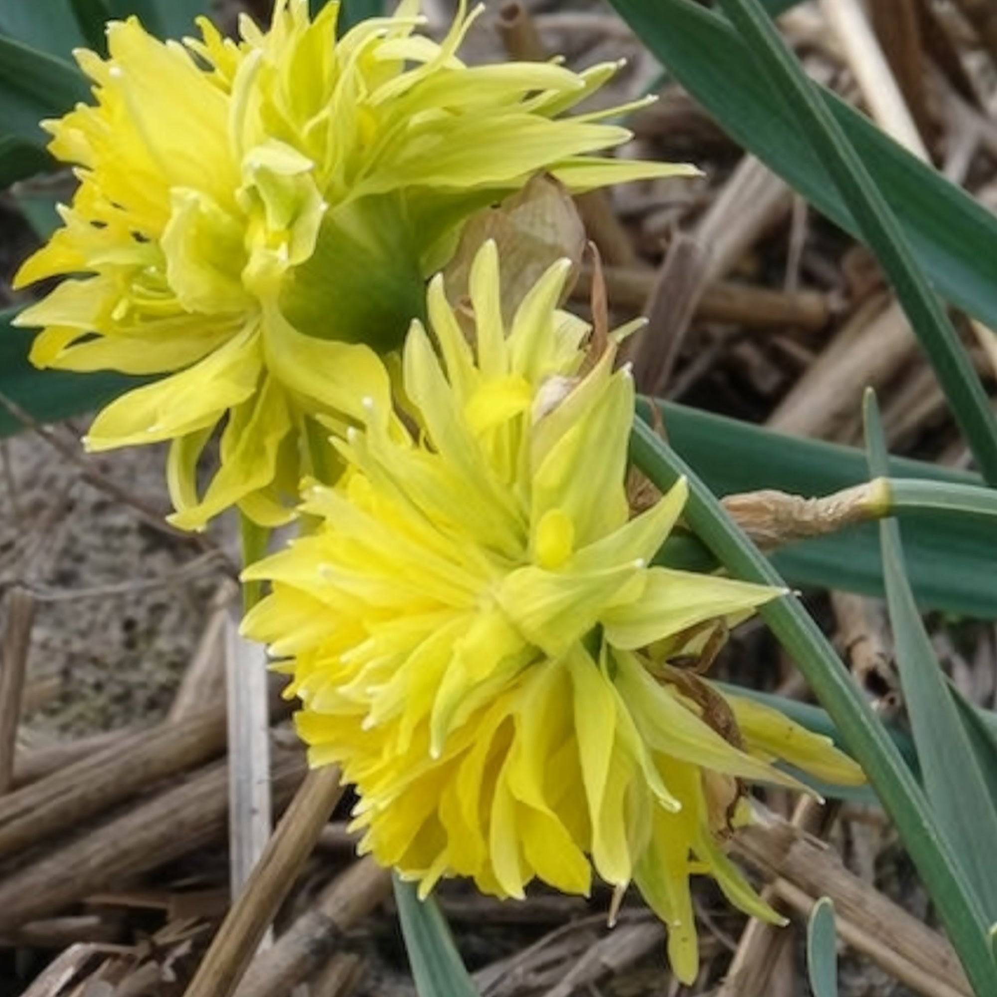 Bakker Bulbes Mini-narcisses Rip van Winkle bulbes sachet 5 jaune