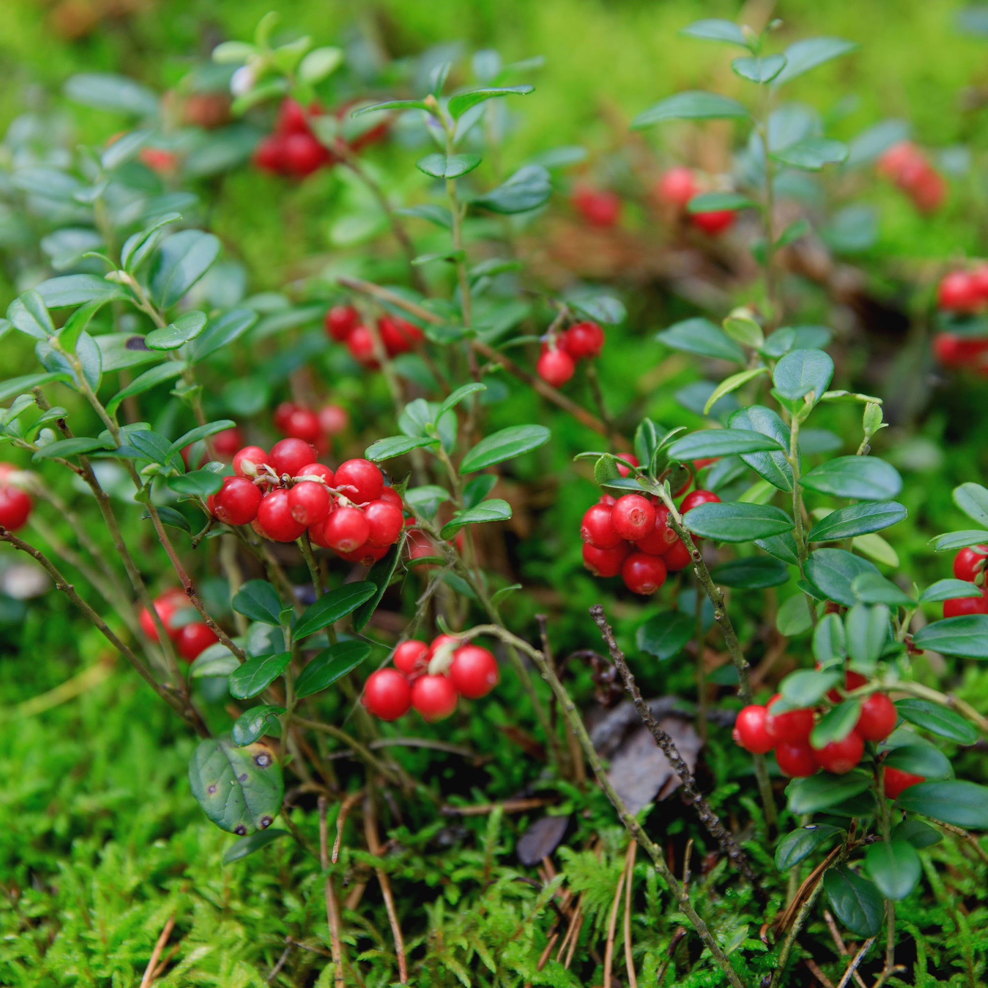 Bakker Airelle rouge Miss Cherry fruitier pot 2L remontant