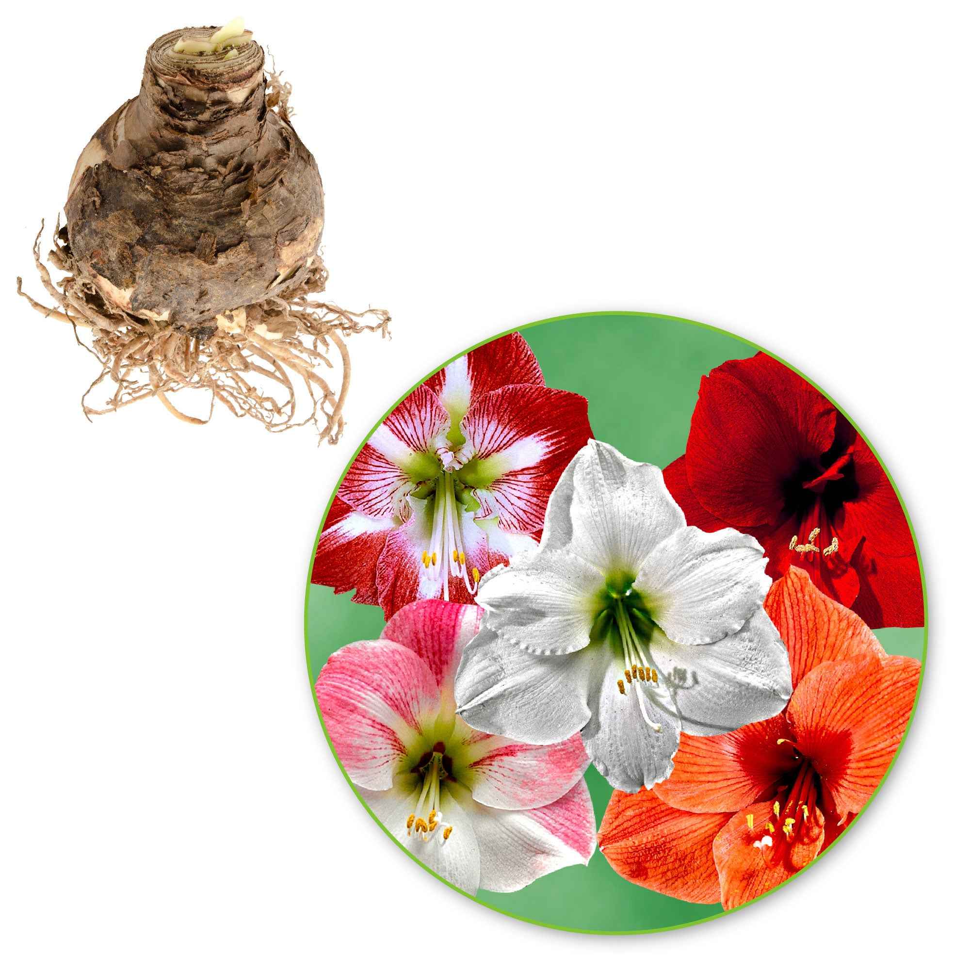 Bakker Amaryllis mélange bulbe intérieur sachet 3 fleurs géantes