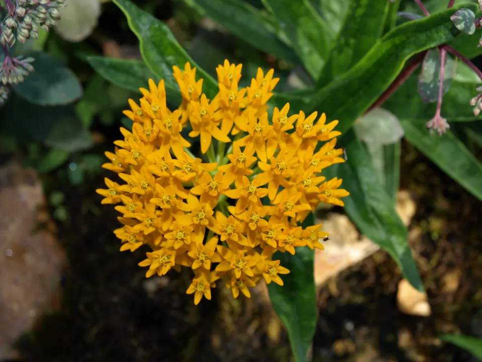 Asclepias tuberosa Hello Yellow plante vivace pot 1L jaune