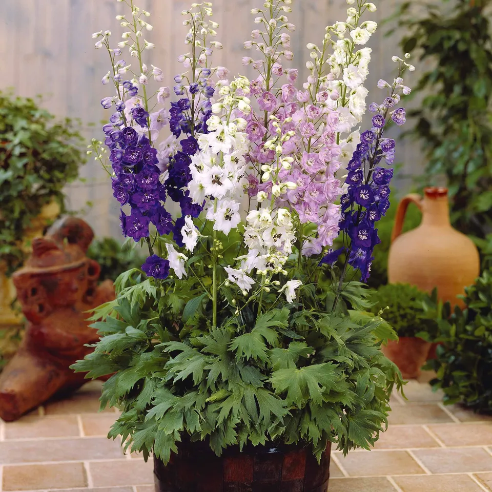 Bakker Plantes vivaces Delphiniums Magic Fountain vivace lot 2 bleu