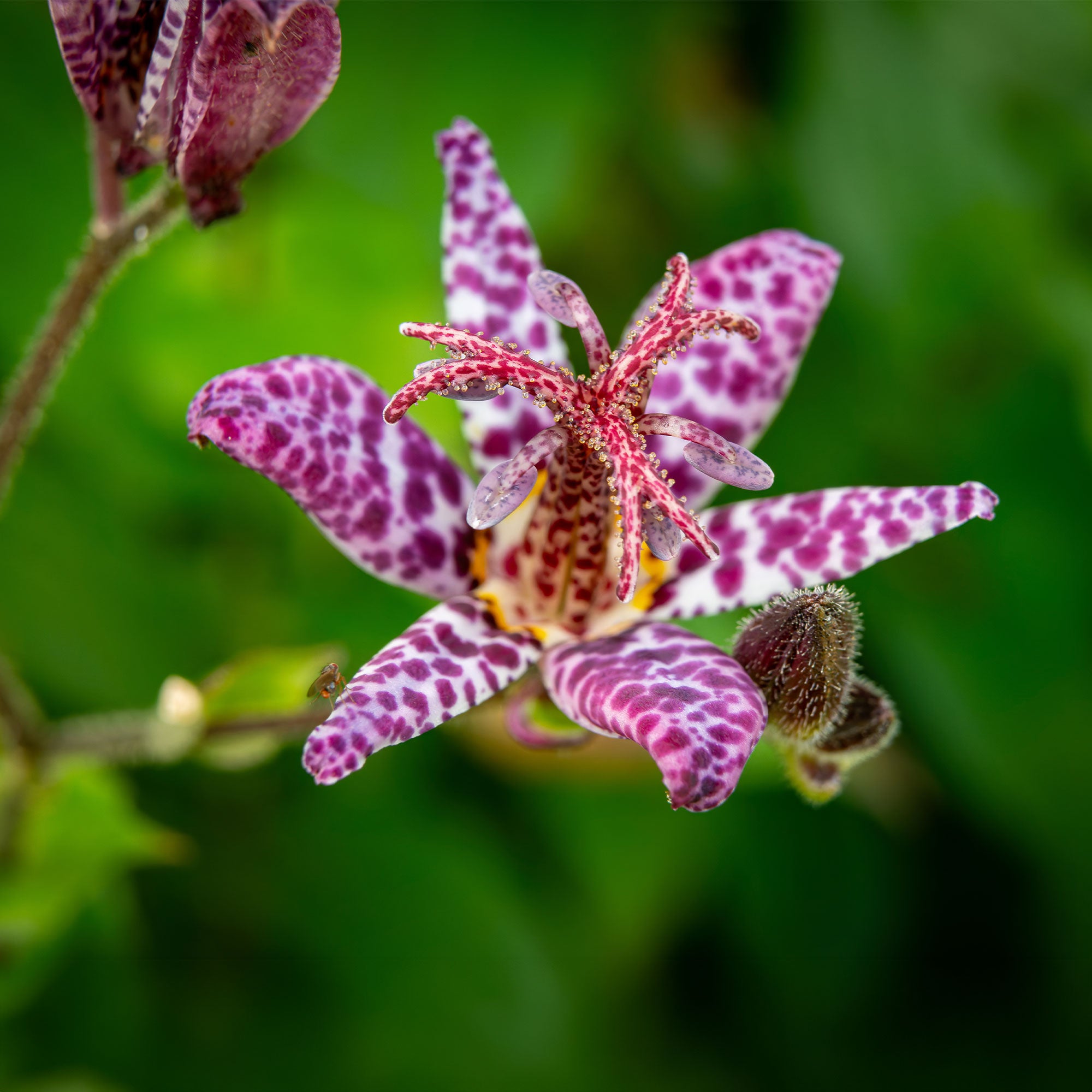 Bakker Tricyrtis hirta lys crapaud violet pot 8cm