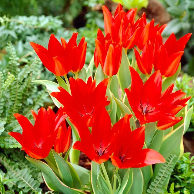 Bakker Tulipe Praestans Bloemenlust 10 bulbes rouge