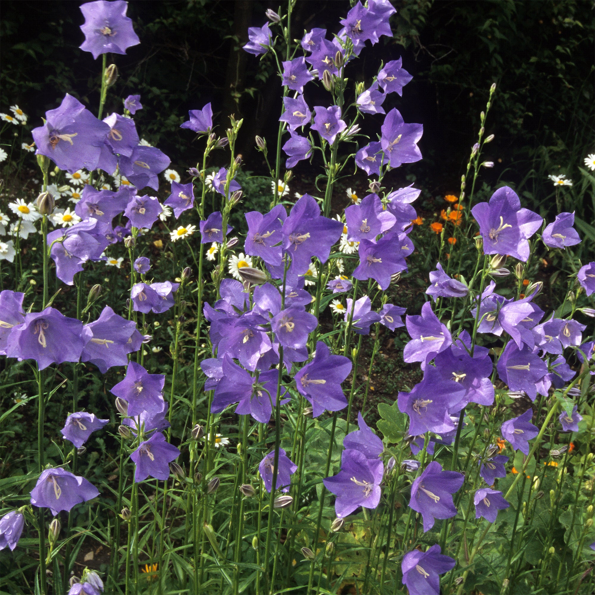 Bakker Campanule pêcher plante vivace pot 9cm violet