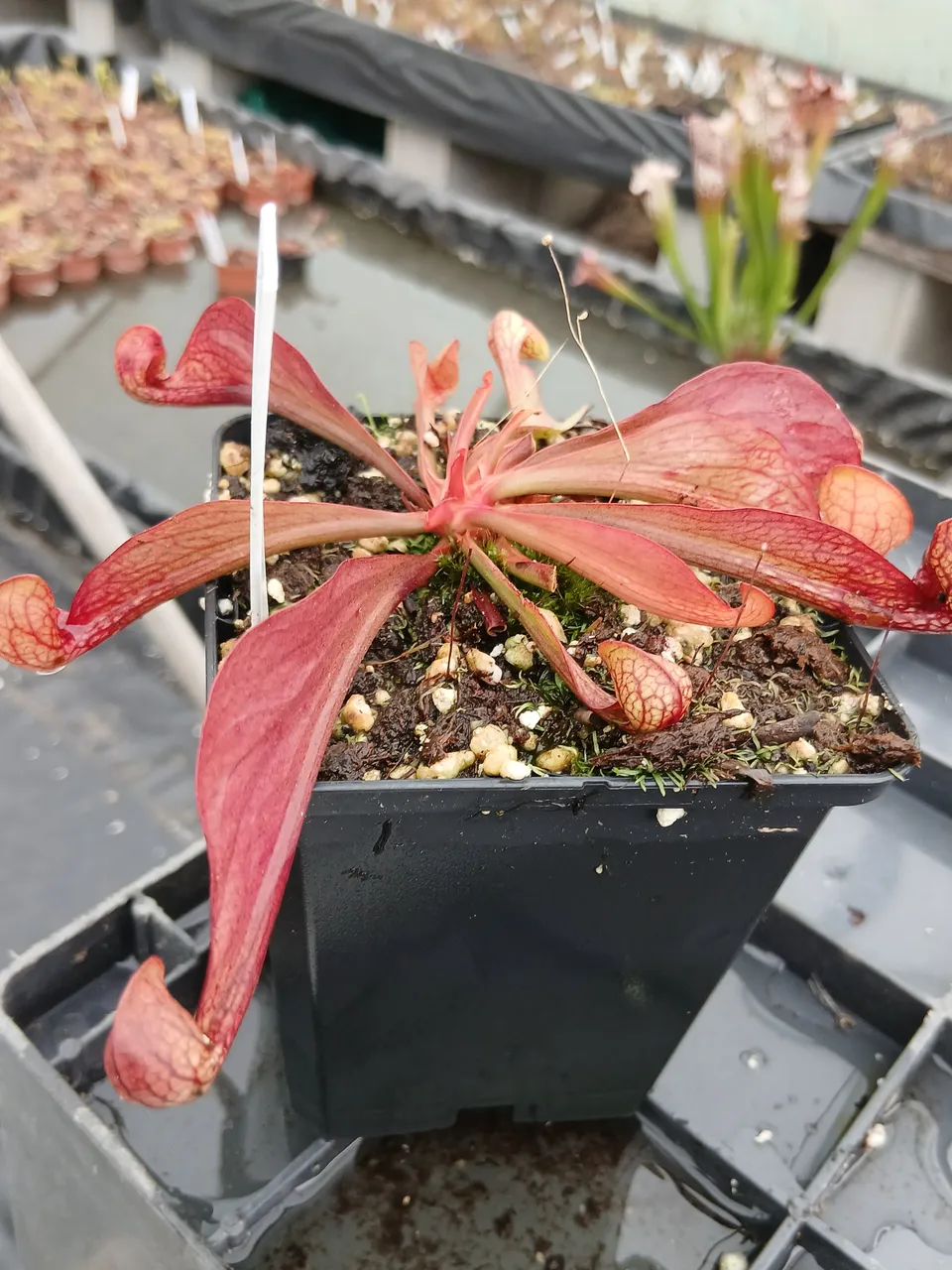 Carniflore Sarracenia psittacina Orange Co. plante carnivore 1 point