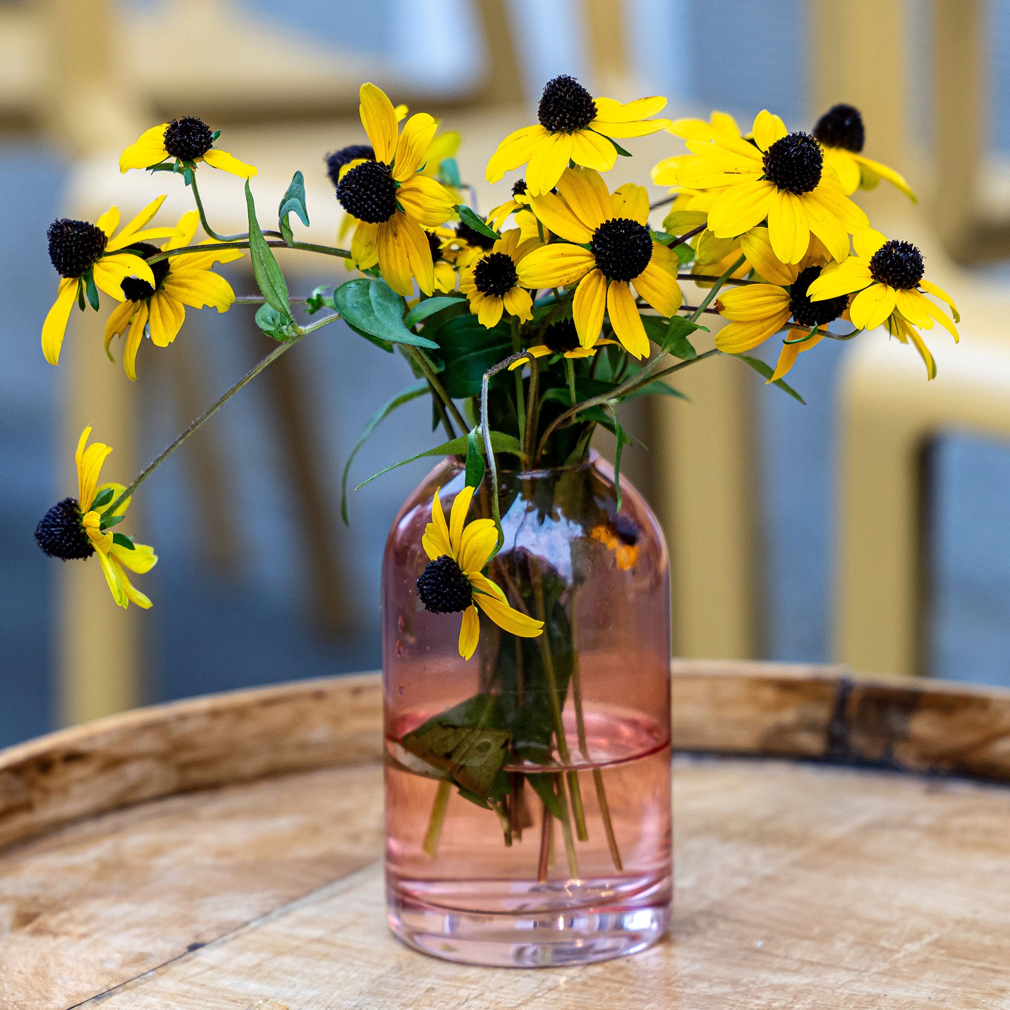 Bakker Rudbeckia trilobée vivace pot 8cm fleurs jaunes