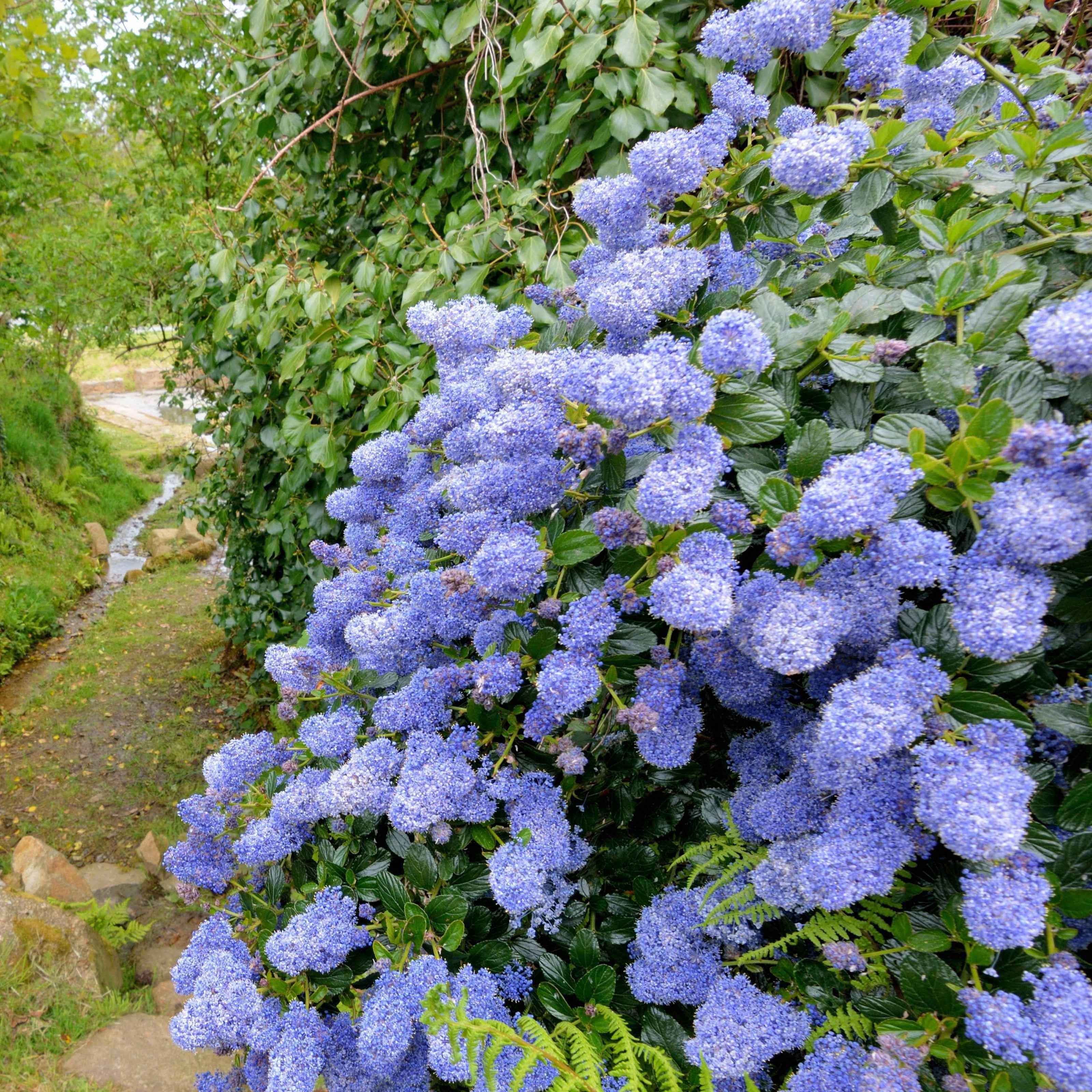 Bakker Céanothe Victoria lilas de Californie pot 1,3L 20-25cm bleu