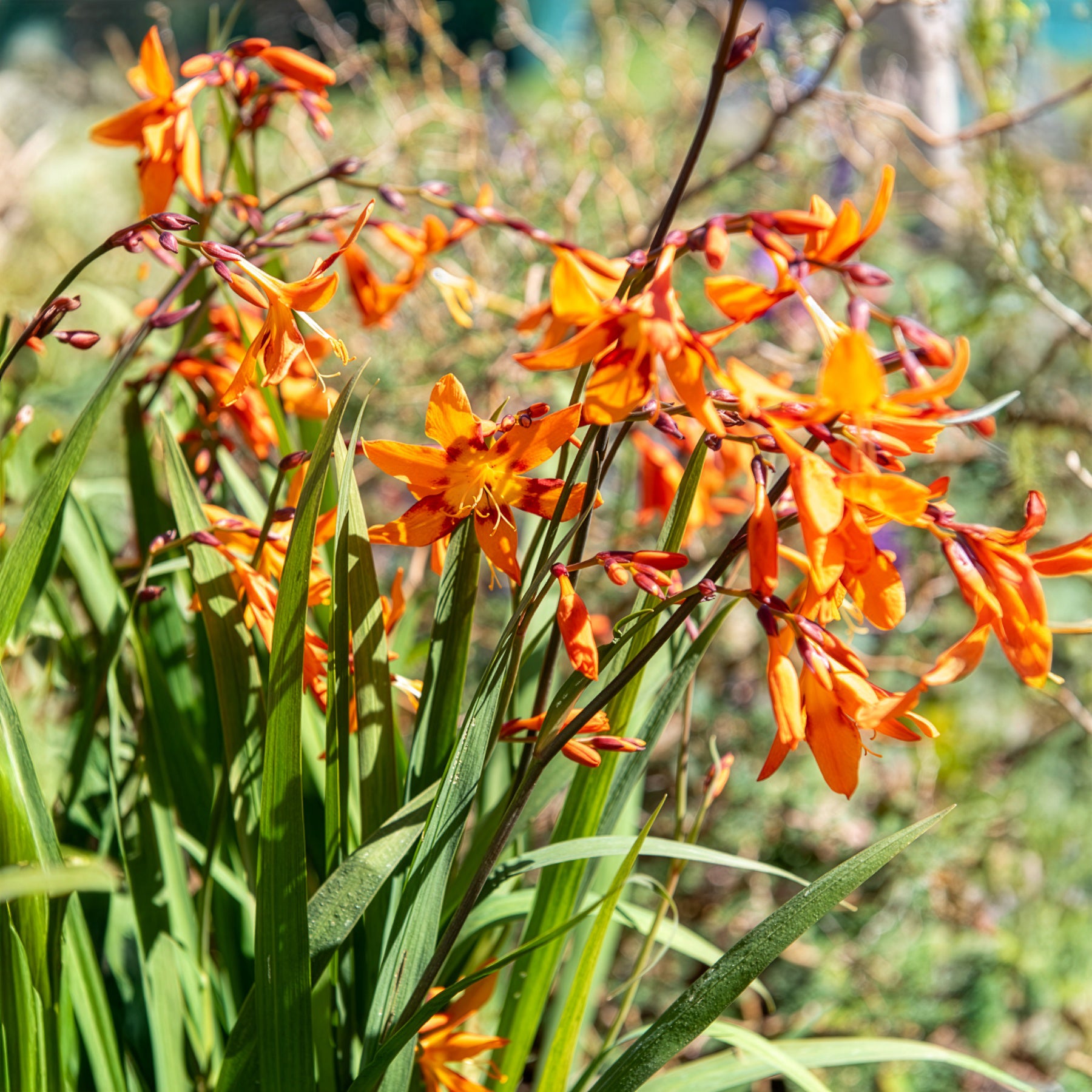 Bakker Bulbes Crocosmia Emily McKenzie sachet 15 orange