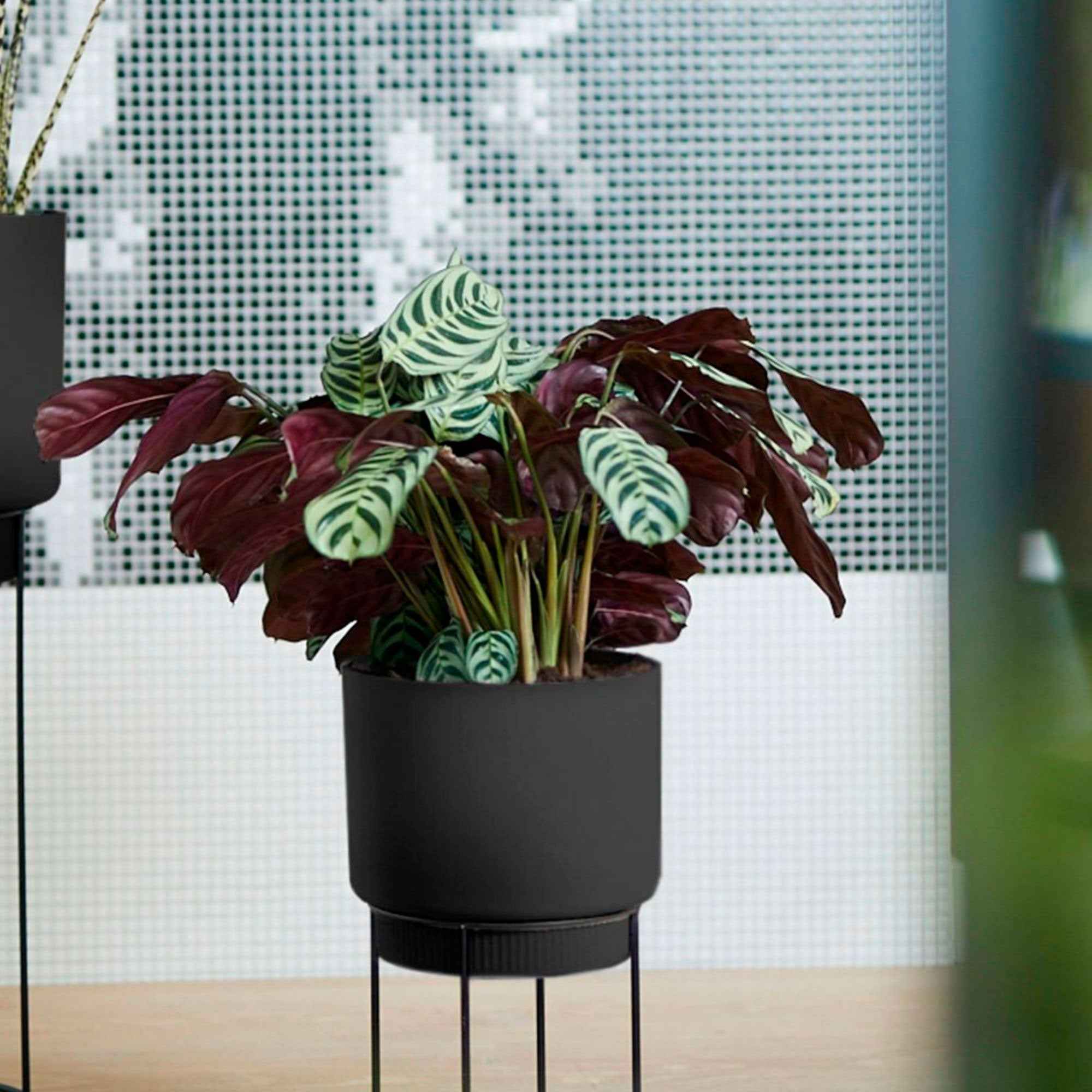 Bakker Dormeuse Ctenanthe burle-marxii plante d'intérieur pot Ø12cm