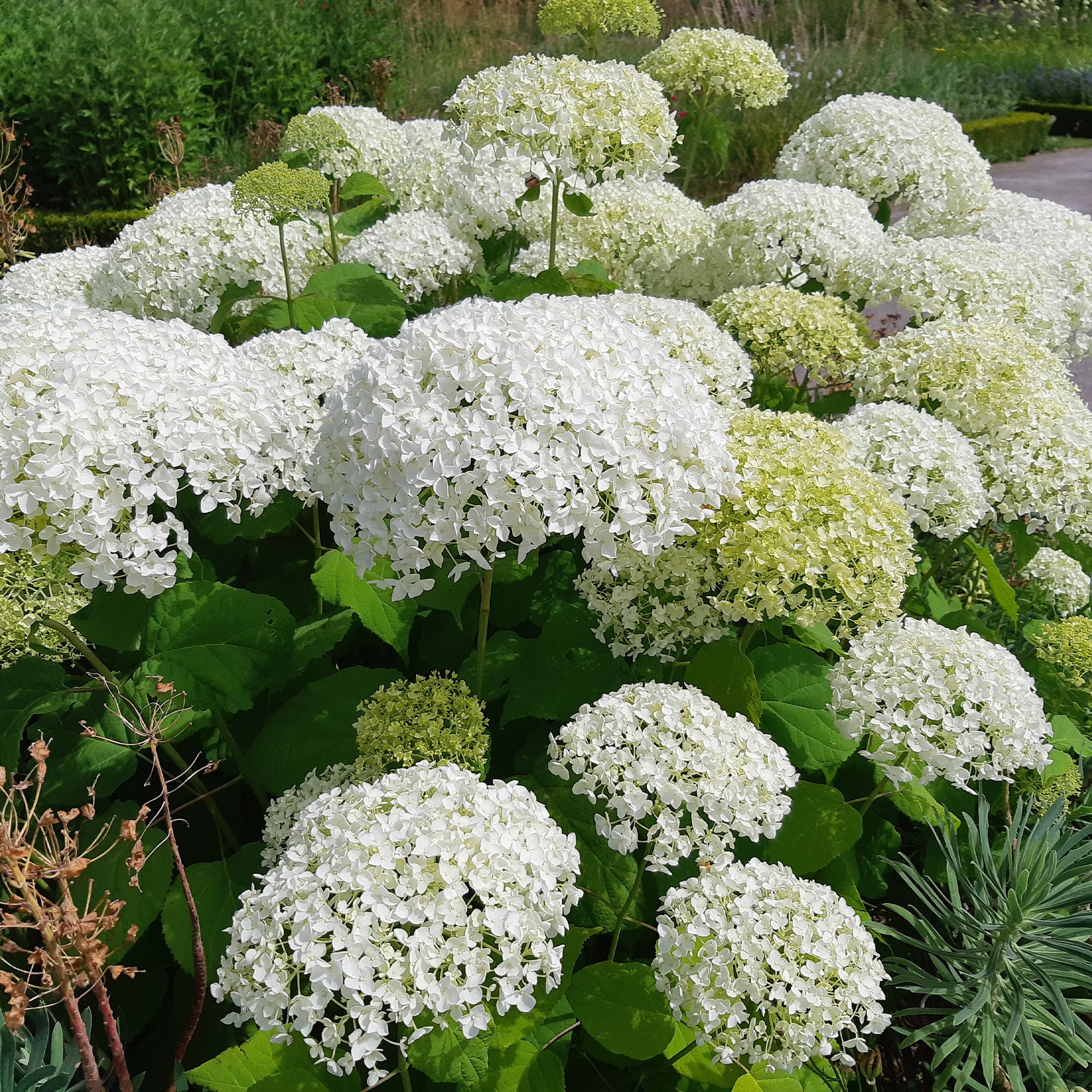 Bakker Strong Annabelle hortensia blanc pot 3L tiges rigides