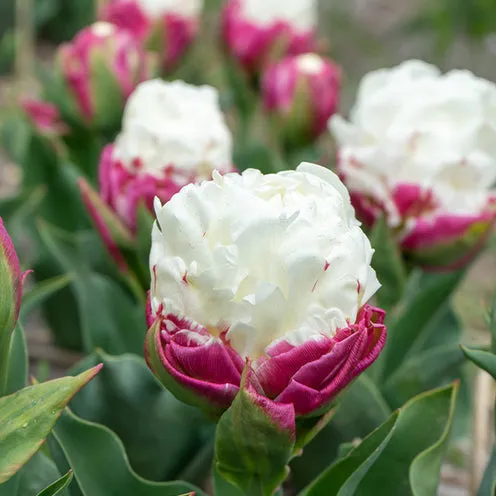 Bakker Ice Cream Tulipes doubles 7 bulbes blanc rose