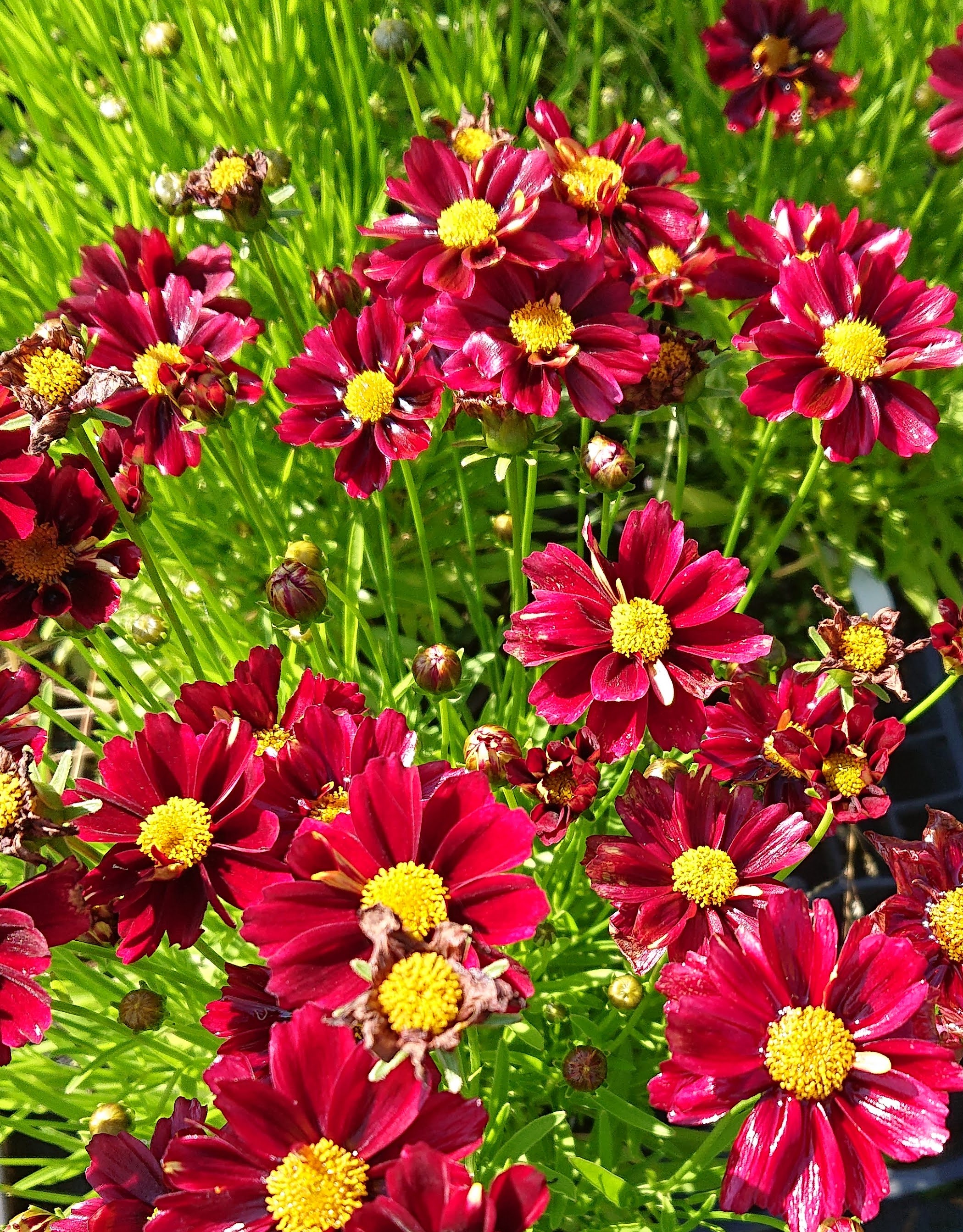 Passion Vivaces Coreopsis X Red Elf plante pot 1L rouge