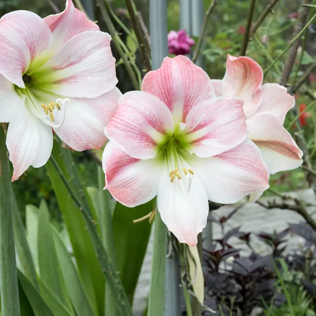 Bakker Amaryllis Angélique bulbe 28-30 cm fleur double