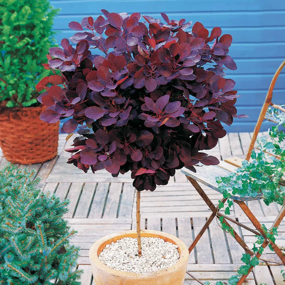 Bakker Arbre à perruques Royal Purple tige 60cm pot 3L pourpre