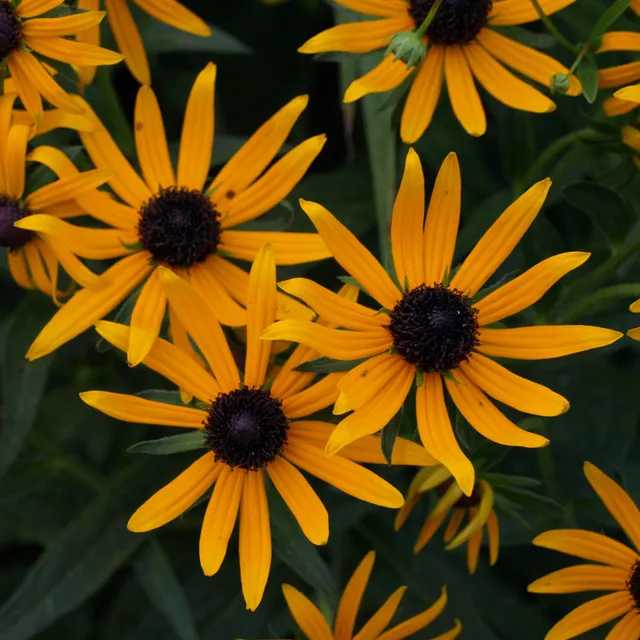 Passion Vivaces Rudbeckia Little Gold Star vivace jaune