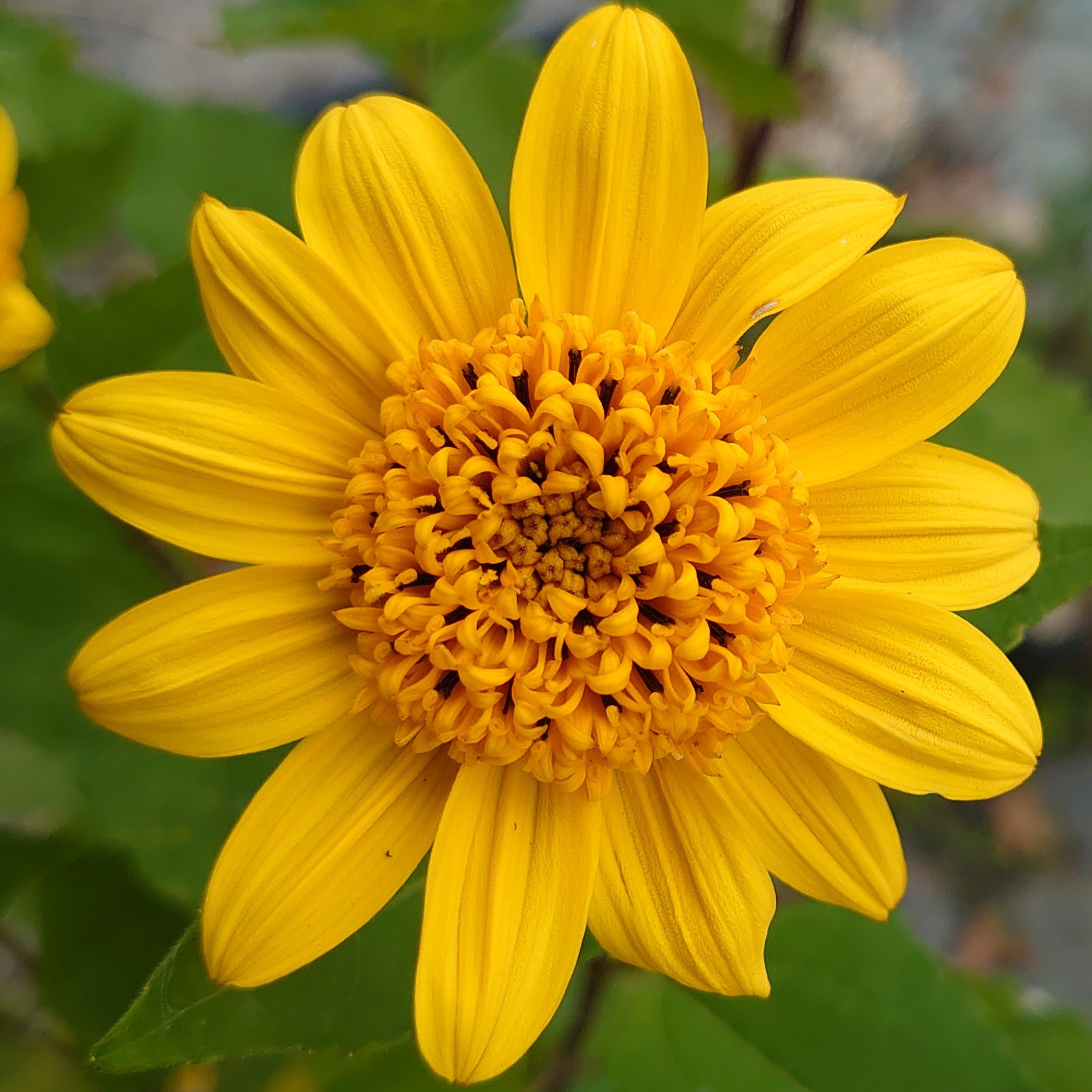 Passion Vivaces Helianthus Météor soleil vivace pot 1L jaune