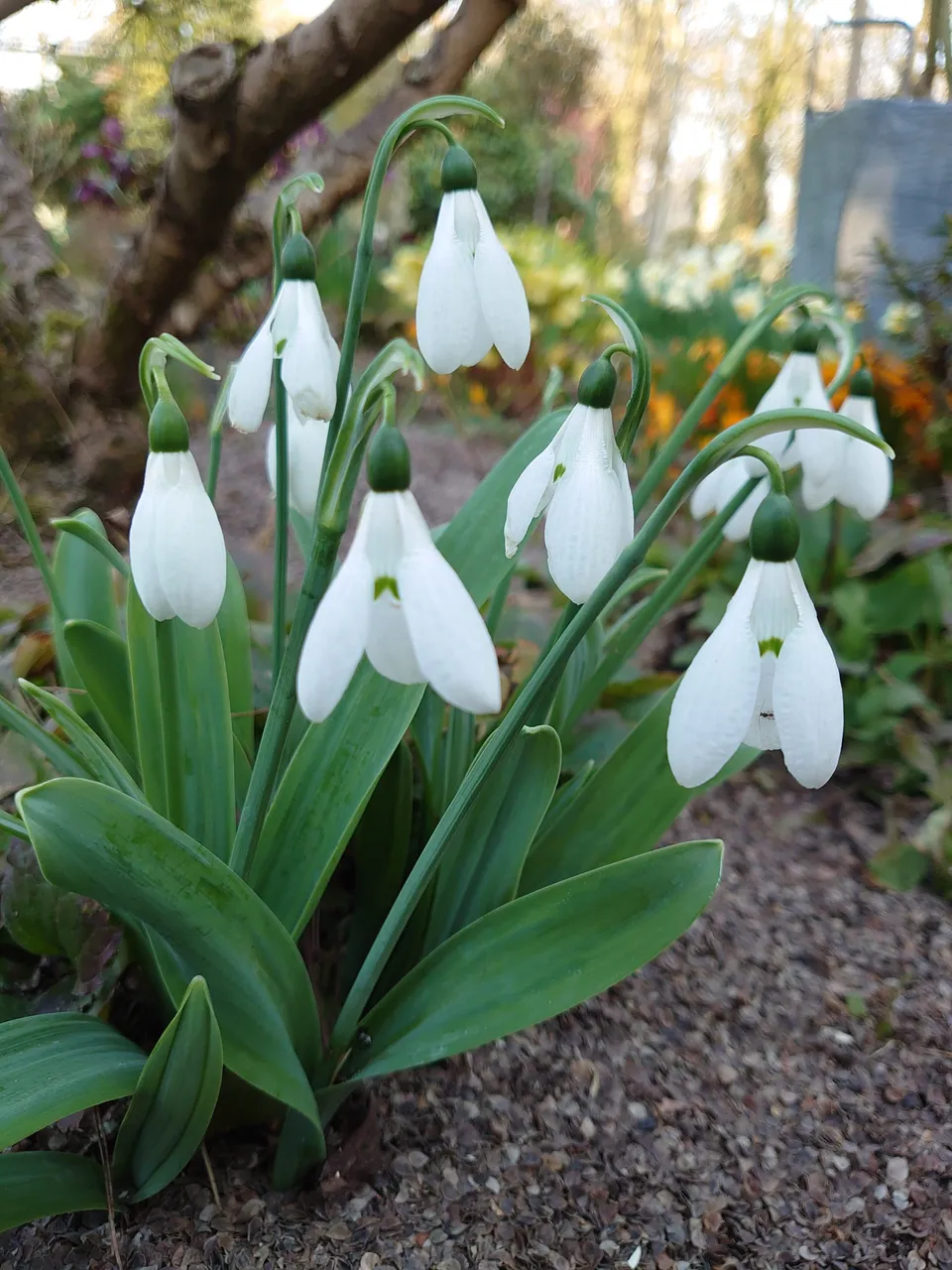 Passion Vivaces Galanthus elwesii perce-neige godet blanc