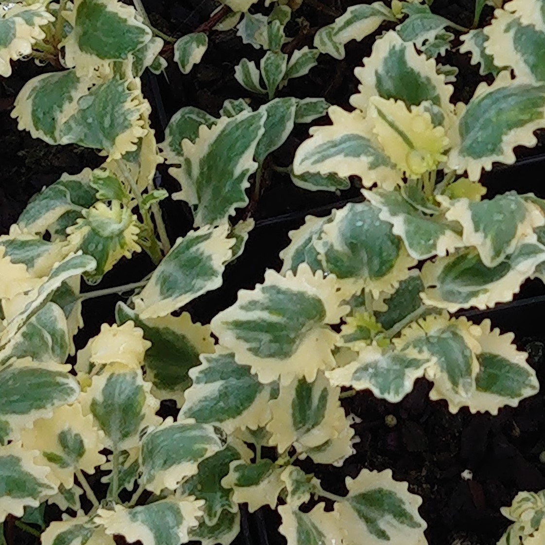 Passion Vivaces Sedum populifolium Variegatum plante pot 1L panaché