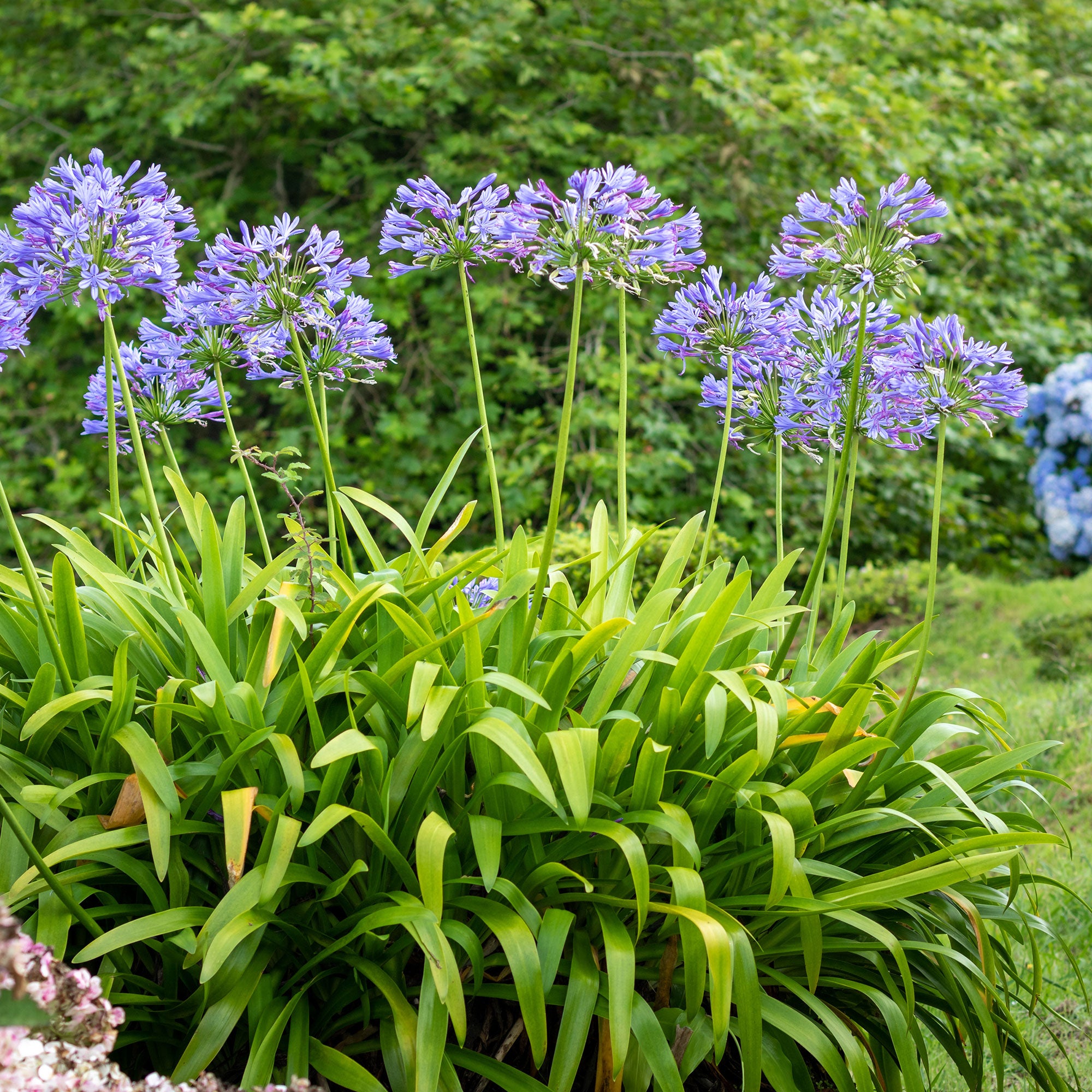 Bakker Agapanthe bleue vivace pot 8cm