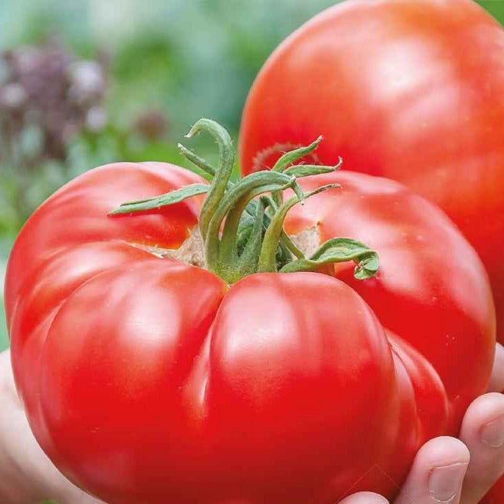 Bakker Potager Tomate Country Taste F1 Bio 10 graines gros fruits