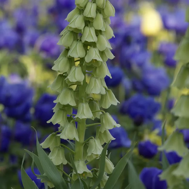 Bakker Fritillaire Perse Ivory Bells Fritillaria bulbe 24-26cm