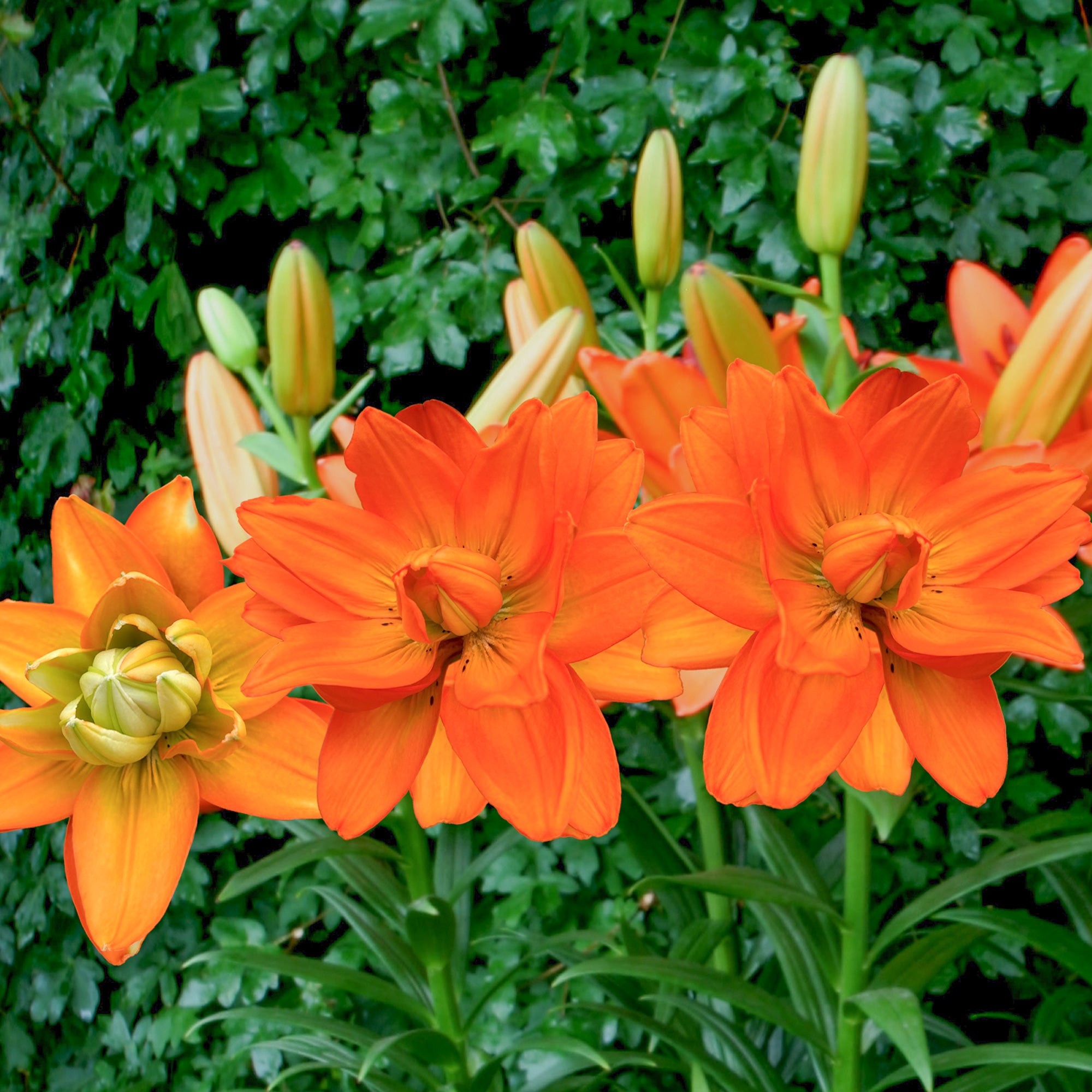 Bakker Lis Hulk 3 bulbes orange parfumé 90cm