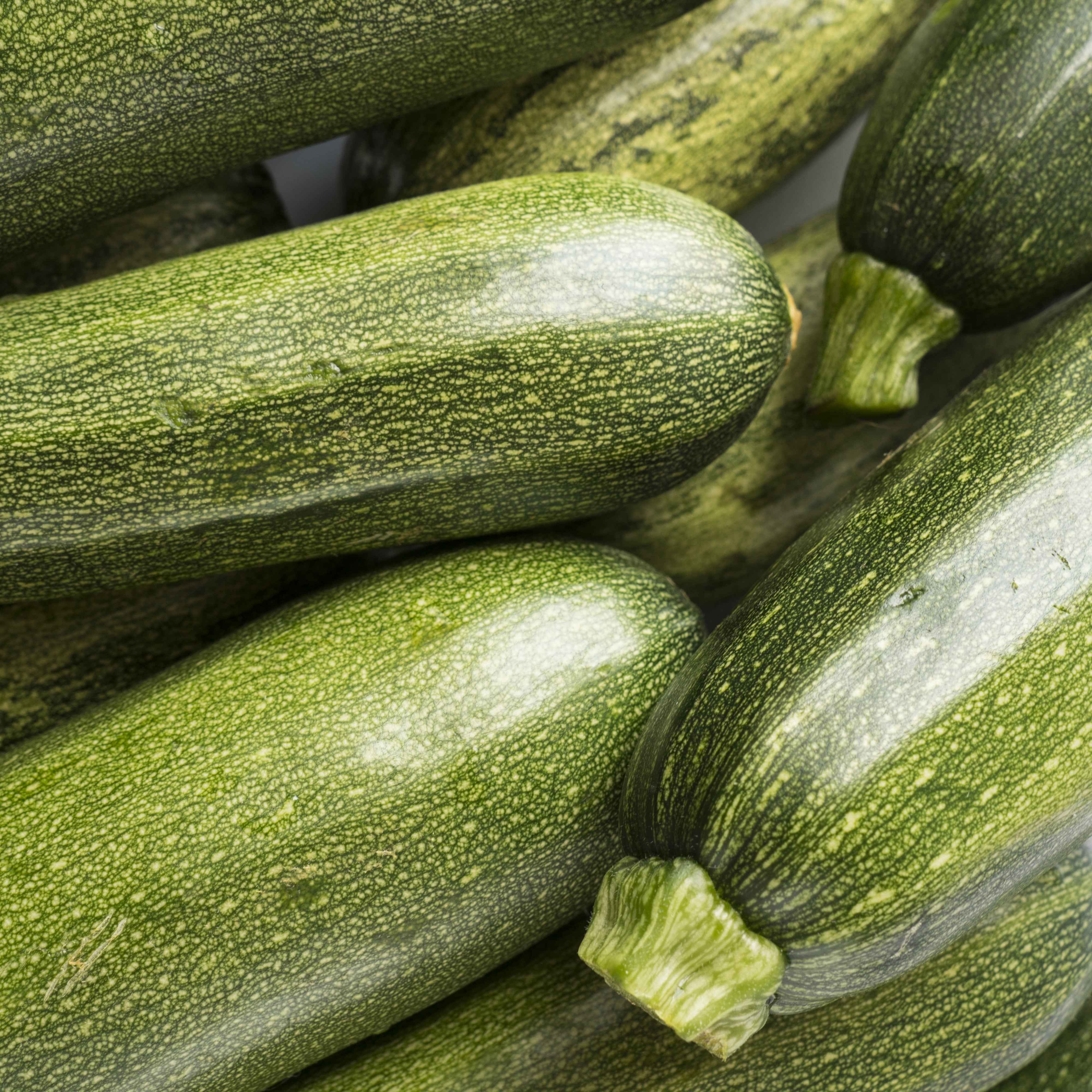 Bakker Tarmino F1 plant courgette verte 3 plants