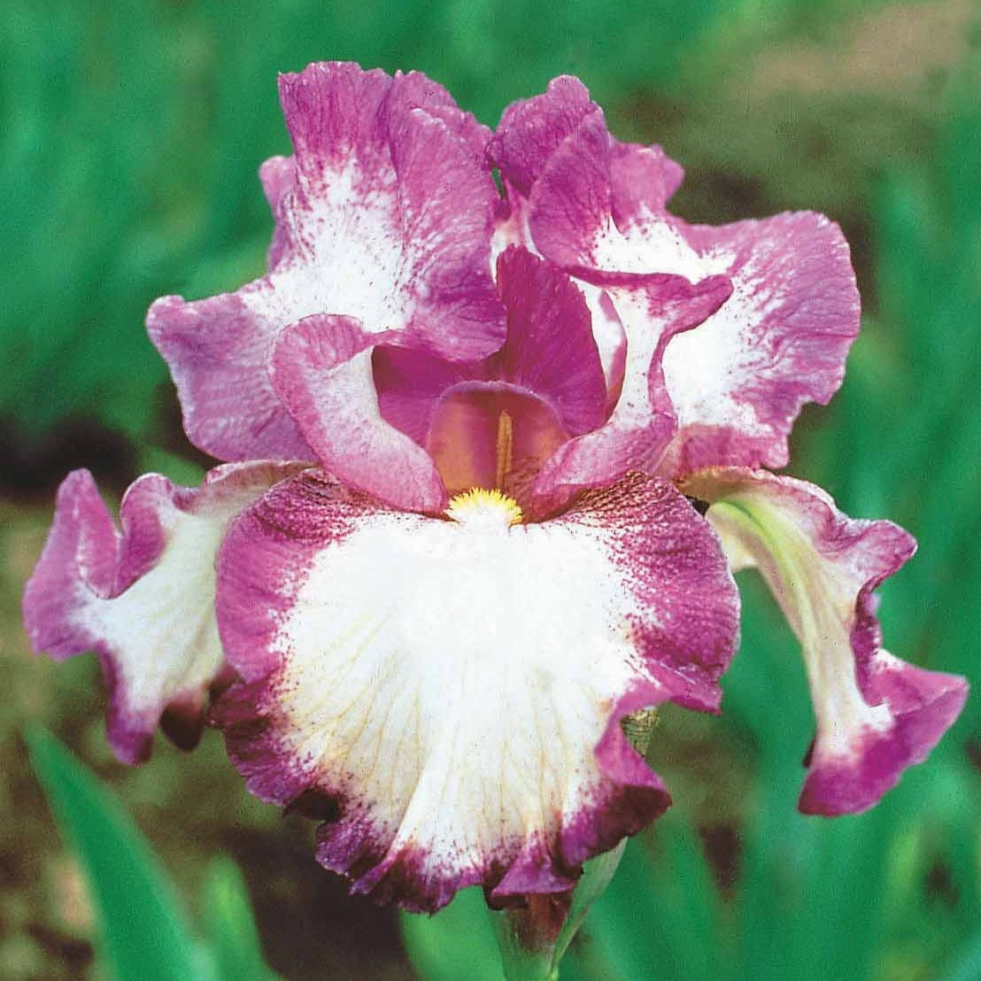 Bakker Iris Autumn Encore plante vivace 3 racines violet