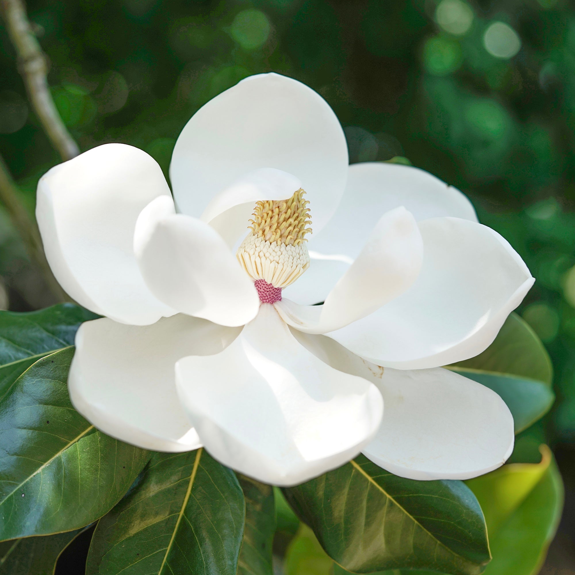 Bakker Magnolia Little Gem arbuste pot Ø 9cm fleurs blanches