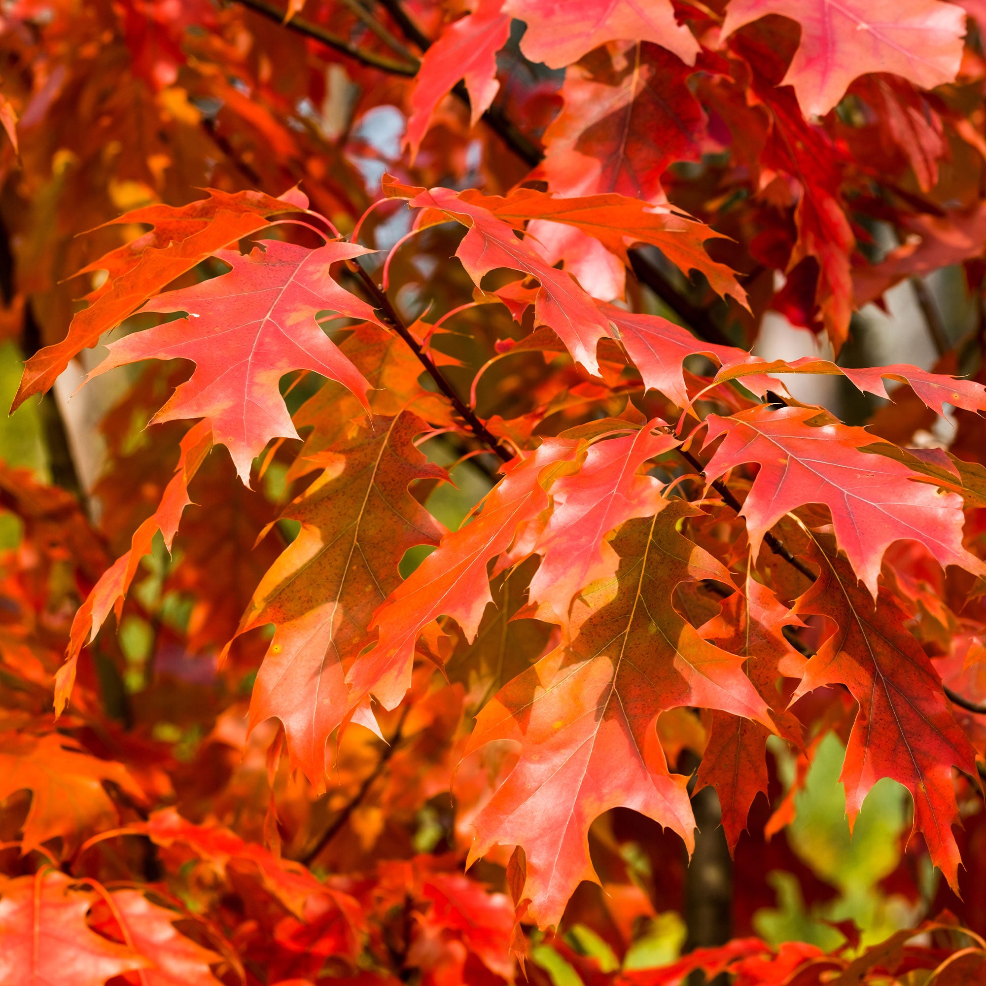 Bakker Chêne Rouge Amérique pot 11cm 30-40cm automne