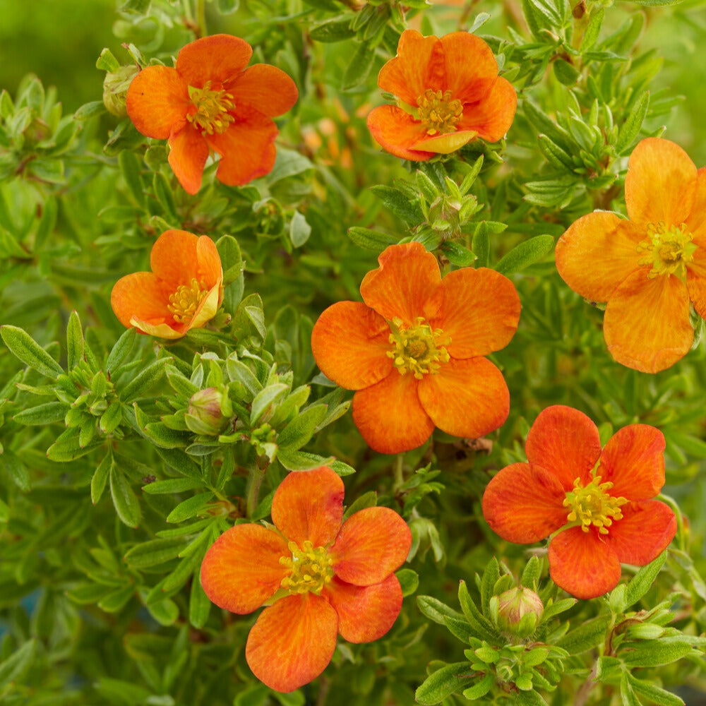 Bakker Bella Sol potentille arbuste pot 8cm orange