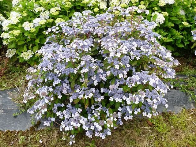 Les Hortensias du Haut Bois Aigaku hortensia de jardin godet