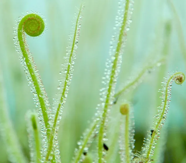Carniflore Drosera Filiformis California Sunset plante carnivore 30cm