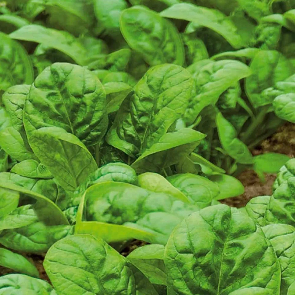 Bakker Épinard Nores sachet 90g graine potager tendre