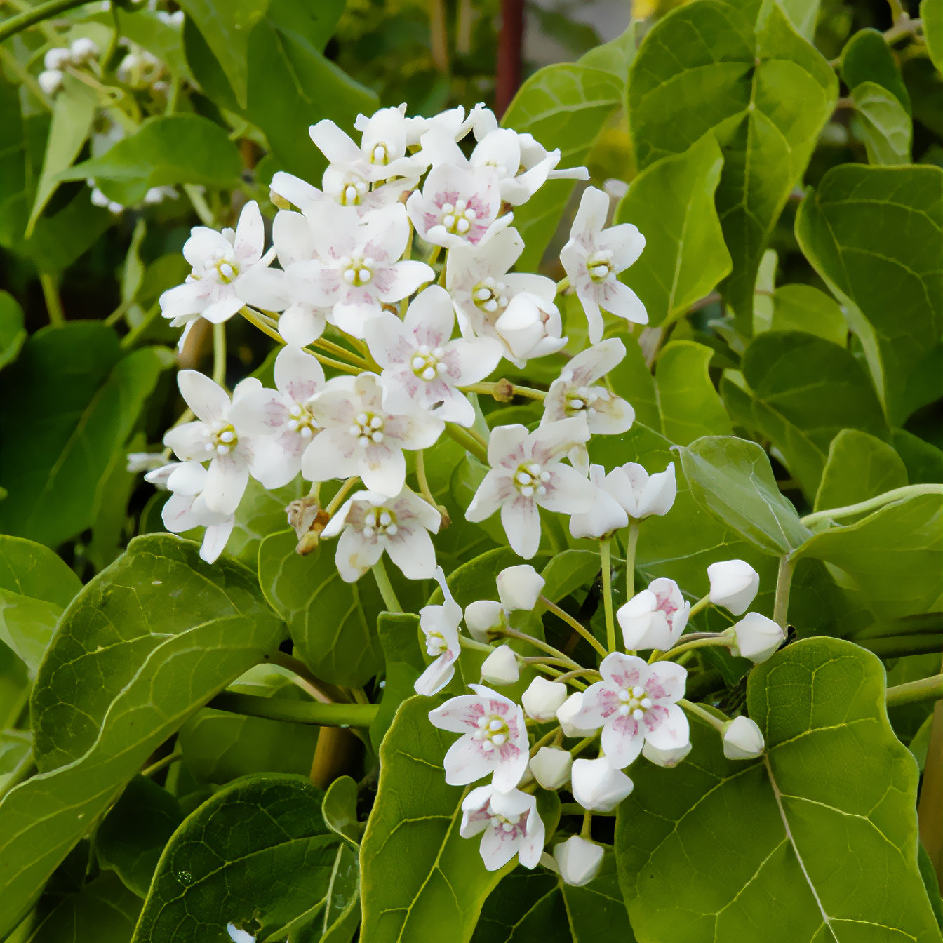 Bakker Wattakaka sinensis Drégée Chine grimpante parfumée 1,5L